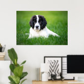 最も可愛い赤ん坊の動物 | Newfoundland Puppy ポスター (ホームオフィス)