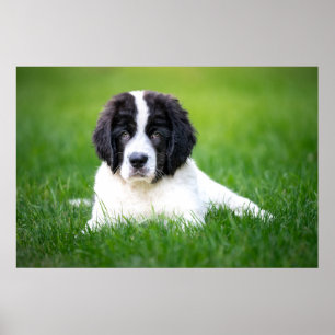最も可愛い赤ん坊の動物 Newfoundland Puppy ポスター