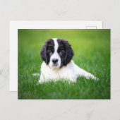最も可愛い赤ん坊の動物 | Newfoundland Puppy ポストカード (正面/裏面)