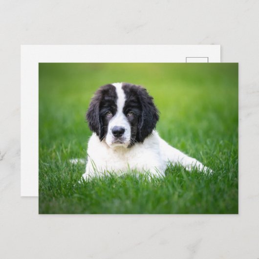 最も可愛い赤ん坊の動物 | Newfoundland Puppy ポストカード (正面/裏面)
