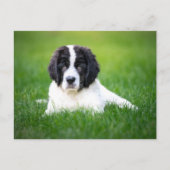 最も可愛い赤ん坊の動物 | Newfoundland Puppy ポストカード (正面)