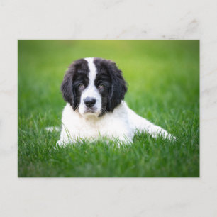 最も可愛い赤ん坊の動物 Newfoundland Puppy ポストカード