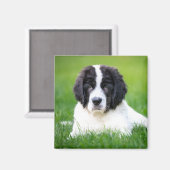 最も可愛い赤ん坊の動物 | Newfoundland Puppy マグネット (正面/裏面)