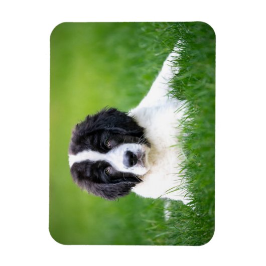 最も可愛い赤ん坊の動物 | Newfoundland Puppy マグネット (縦)