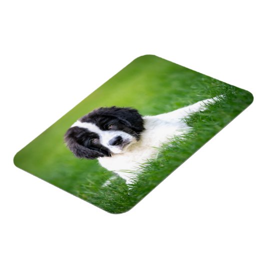 最も可愛い赤ん坊の動物 | Newfoundland Puppy マグネット (左側)