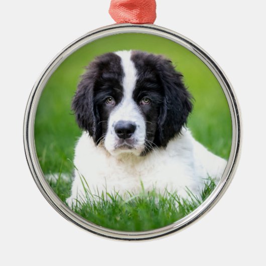 最も可愛い赤ん坊の動物 | Newfoundland Puppy メタルオーナメント (正面)