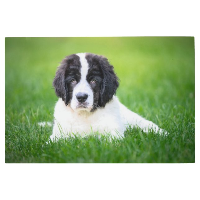 最も可愛い赤ん坊の動物 | Newfoundland Puppy メタルプリント (正面)