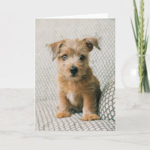 最も可愛い赤ん坊の動物 Norfolk Terrier Puppy カード