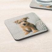 最も可愛い赤ん坊の動物 | Norfolk Terrier Puppy コースター (左側)
