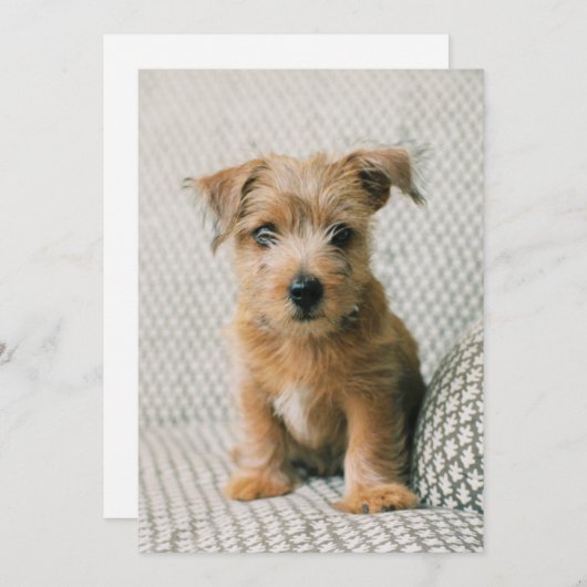 最も可愛い赤ん坊の動物 | Norfolk Terrier Puppy サンキューカード (正面/裏面)