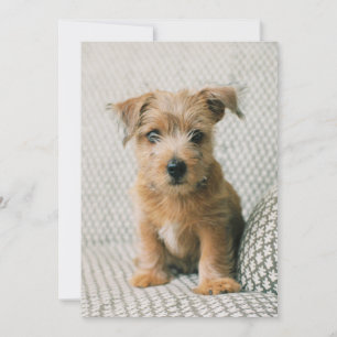 最も可愛い赤ん坊の動物 Norfolk Terrier Puppy サンキューカード