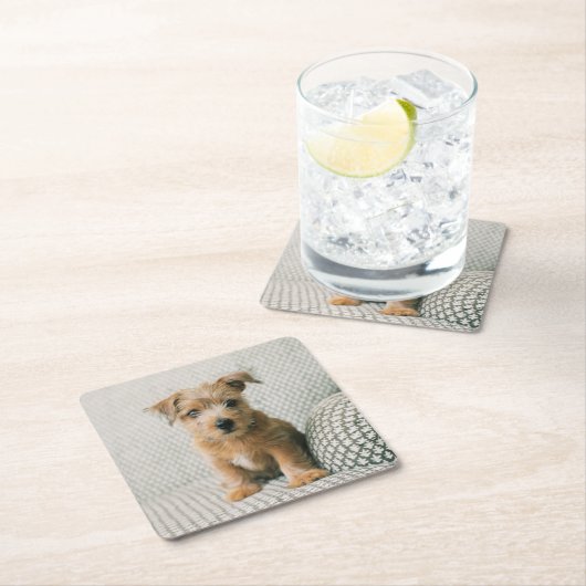最も可愛い赤ん坊の動物 | Norfolk Terrier Puppy スクエアペーパーコースター (インサイチュ)