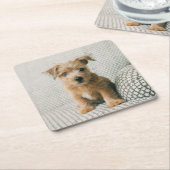 最も可愛い赤ん坊の動物 | Norfolk Terrier Puppy スクエアペーパーコースター (アングル)