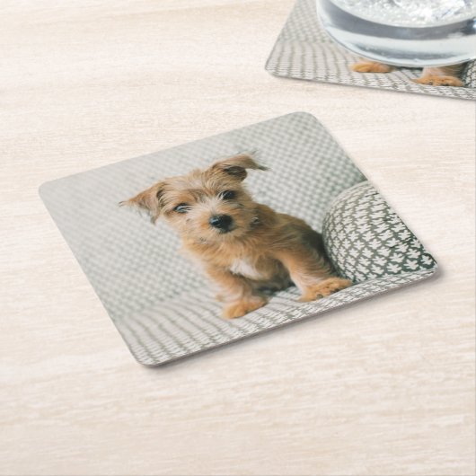 最も可愛い赤ん坊の動物 | Norfolk Terrier Puppy スクエアペーパーコースター (アングル)