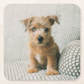最も可愛い赤ん坊の動物 | Norfolk Terrier Puppy スクエアペーパーコースター (正面)