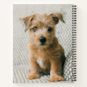 最も可愛い赤ん坊の動物 | Norfolk Terrier Puppy ノートブック (裏面)