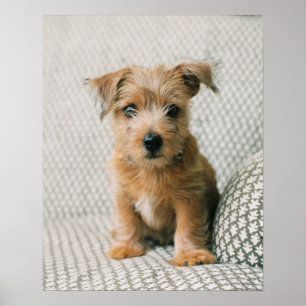 最も可愛い赤ん坊の動物 Norfolk Terrier Puppy ポスター