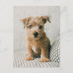 最も可愛い赤ん坊の動物   Norfolk Terrier Puppy ポストカード