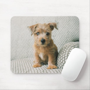 最も可愛い赤ん坊の動物 Norfolk Terrier Puppy マウスパッド
