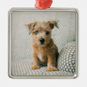 最も可愛い赤ん坊の動物 | Norfolk Terrier Puppy メタルオーナメント (正面)