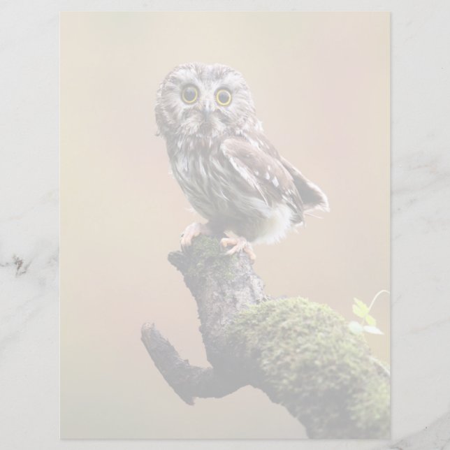 最も可愛い赤ん坊の動物 | Northern Saw Whet Owl (正面)