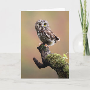 最も可愛い赤ん坊の動物 Northern Saw Whet Owl カード
