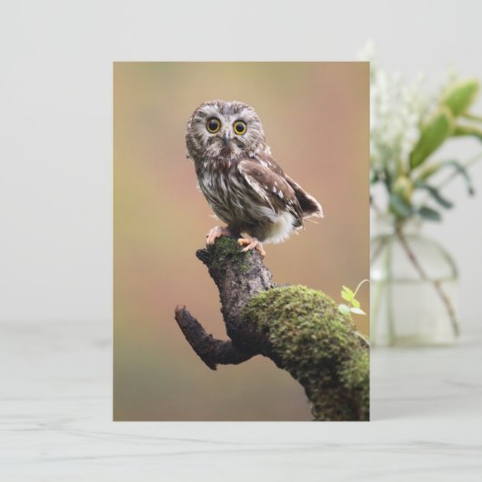 最も可愛い赤ん坊の動物 | Northern Saw Whet Owl サンキューカード (スタンド正面)