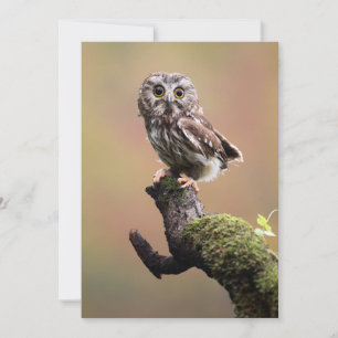 最も可愛い赤ん坊の動物 Northern Saw Whet Owl サンキューカード