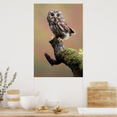 最も可愛い赤ん坊の動物 | Northern Saw Whet Owl ポスター (キッチン)