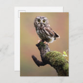 最も可愛い赤ん坊の動物 | Northern Saw Whet Owl ポストカード (正面/裏面)