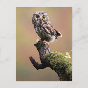 最も可愛い赤ん坊の動物 Northern Saw Whet Owl ポストカード