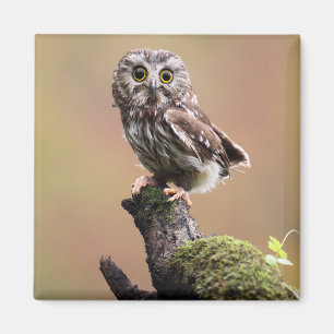 最も可愛い赤ん坊の動物 Northern Saw Whet Owl マグネット