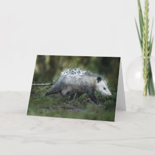 最も可愛い赤ん坊の動物 Opossum Mom & Kids カード