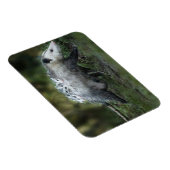 最も可愛い赤ん坊の動物 | Opossum Mom & Kids マグネット (右側)