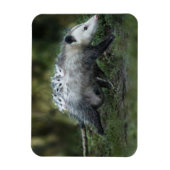 最も可愛い赤ん坊の動物 | Opossum Mom & Kids マグネット (縦)