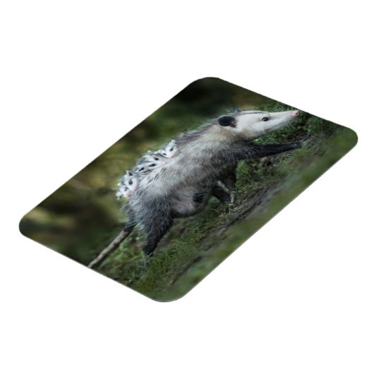 最も可愛い赤ん坊の動物 | Opossum Mom & Kids マグネット (左側)