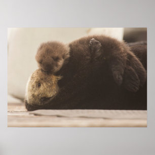 最も可愛い赤ん坊の動物   Otter 生まれたばかりの Pup ポスター