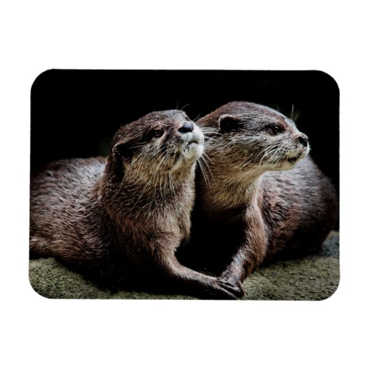 最も可愛い赤ん坊の動物 | Ottersが手を握る マグネット (横)