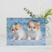 最も可愛い赤ん坊の動物 | Persian Calico Kitten サンキューカード (スタンド正面)