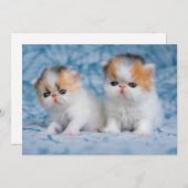 最も可愛い赤ん坊の動物 | Persian Calico Kitten サンキューカード (正面/裏面)