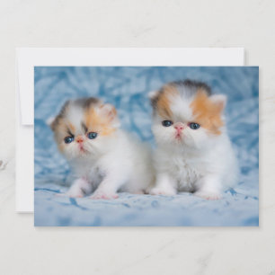 最も可愛い赤ん坊の動物 Persian Calico Kitten サンキューカード