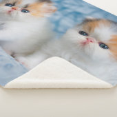 最も可愛い赤ん坊の動物 | Persian Calico Kitten シェルパブランケット (3/4)