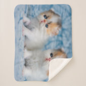 最も可愛い赤ん坊の動物 | Persian Calico Kitten シェルパブランケット (正面)