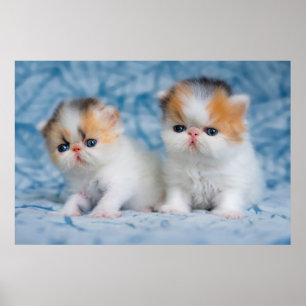 最も可愛い赤ん坊の動物 Persian Calico Kitten ポスター