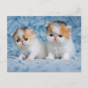 最も可愛い赤ん坊の動物   Persian Calico Kitten ポストカード