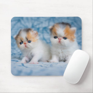 最も可愛い赤ん坊の動物   Persian Calico Kitten マウスパッド