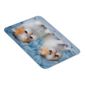 最も可愛い赤ん坊の動物 | Persian Calico Kitten マグネット (右側)