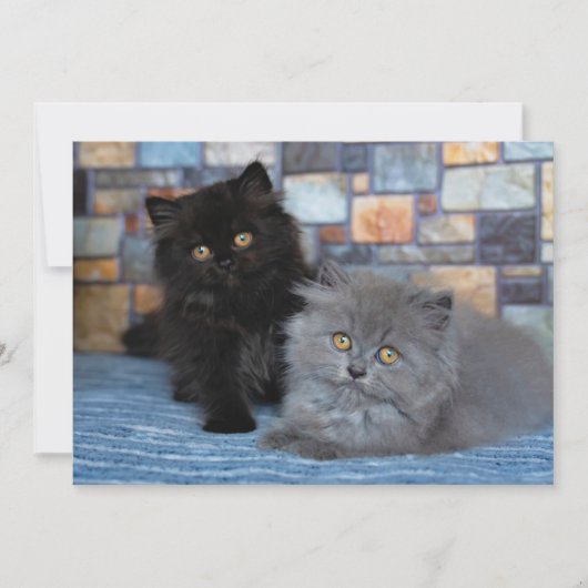 最も可愛い赤ん坊の動物 | Persian Kittens on Blanケット サンキューカード (正面)