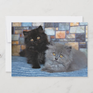最も可愛い赤ん坊の動物 Persian Kittens on Blanケット サンキューカード