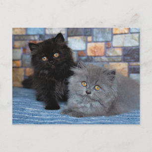 最も可愛い赤ん坊の動物 Persian Kittens on Blanケット ポストカード